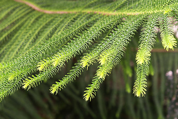 Image showing close up of norfolk pine