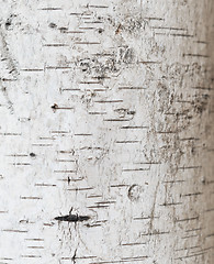 Image showing birch bark texture