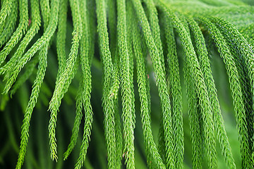 Image showing close up of norfolk pine
