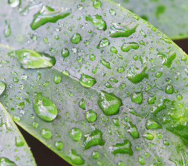 Image showing raindrops on leaves