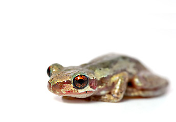 Image showing frog on white