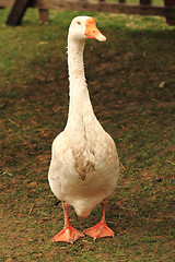 Image showing goose in the grass