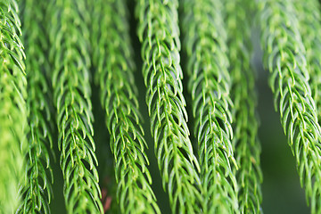 Image showing close up of norfolk pine