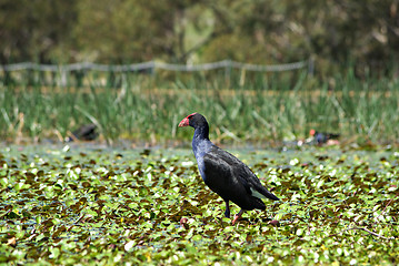 Image showing water hen in wetlands