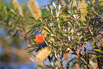 Image showing rainbow lorikeet