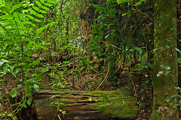 Image showing rain forest