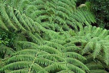 Image showing rain forest