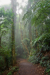 Image showing rain forest