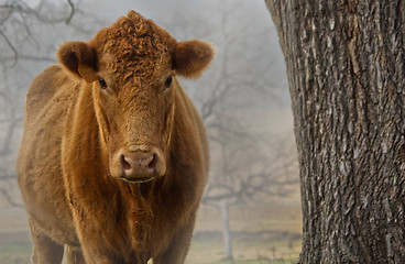 Image showing cow in the fog