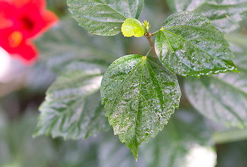 Image showing wet green leaves