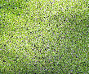 Image showing green duckweed texture