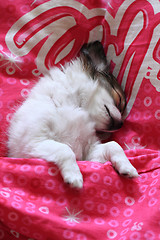 Image showing longwoolled chihuahua puppy sleeping