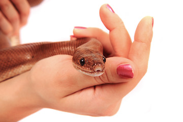 Image showing rainbow boa snake and human hands