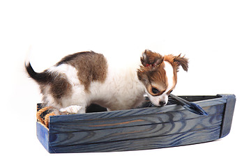 Image showing chihuahua is resting 