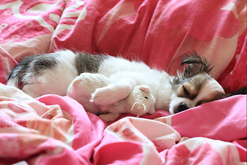 Image showing longwoolled chihuahua puppy sleeping with her mouse