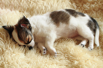 Image showing 8 weeks chihuahua puppy is sleeping