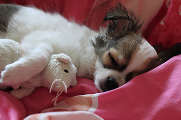 Image showing longwoolled chihuahua puppy sleeping with her mouse