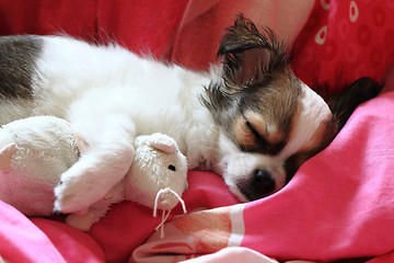 Image showing longwoolled chihuahua puppy sleeping with her mouse