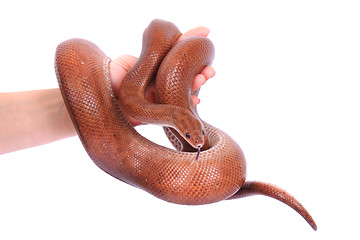 Image showing rainbow boa snake and human hands