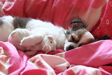 Image showing longwoolled chihuahua puppy sleeping with her mouse