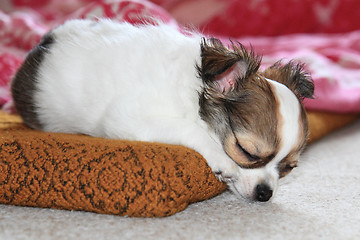 Image showing longwoolled chihuahua puppy sleeping