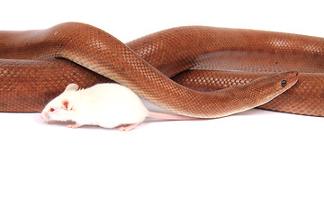 Image showing rainbow boa snake and his friend mouse