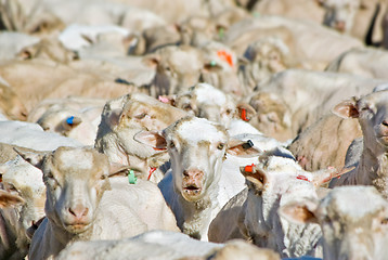 Image showing flock of sheep