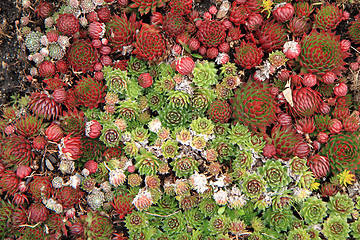 Image showing houseleek plant background