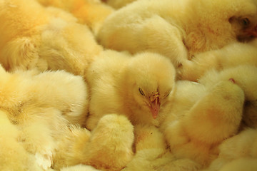 Image showing small yellow chickens