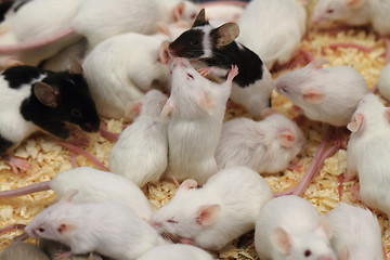 Image showing group of mouses