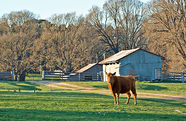 Image showing cow in the field