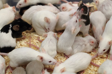 Image showing group of mouses