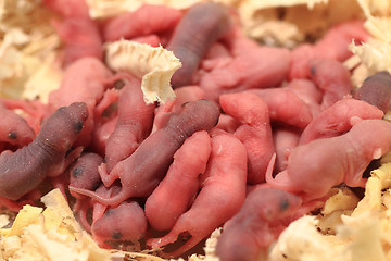 Image showing small newborn mouses