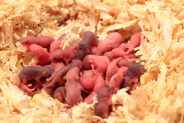 Image showing small newborn mouses