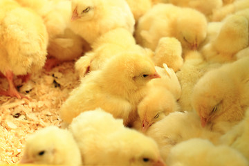 Image showing small yellow chickens