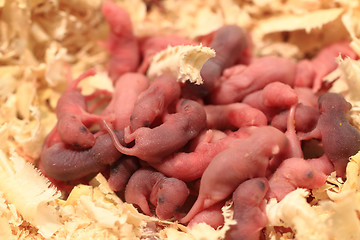 Image showing small newborn mouses