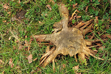 Image showing stump in the green grass