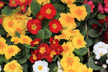 Image showing spring polyanthus flowers 