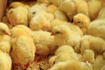 Image showing small yellow chickens