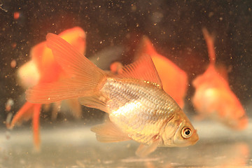 Image showing young small goldfish