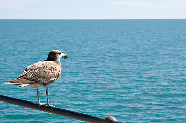 Image showing looking to the horizon