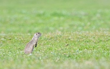 Image showing prairie dog on field