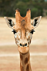 Image showing giraffe at eye level