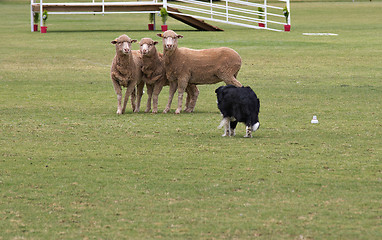 Image showing working dog