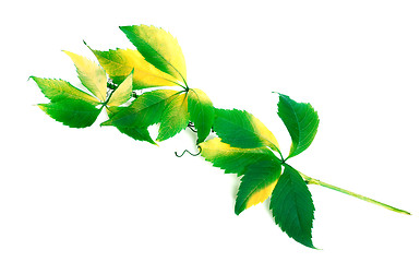 Image showing Green branch of grapes leaves (Parthenocissus quinquefolia folia