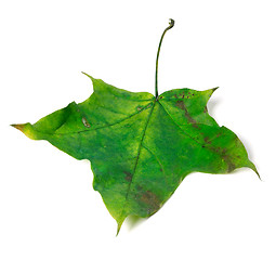 Image showing Green autumn maple leaf