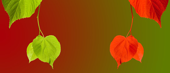 Image showing Green and red linden-tree twigs on multicolor background