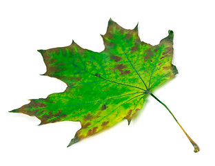 Image showing Green maple-leaf isolated on white background