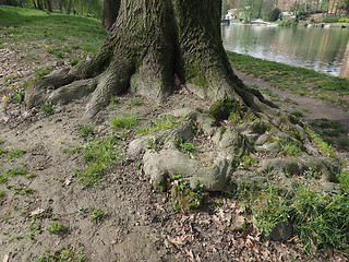 Image showing Tree roots near a river