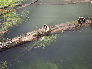 Image showing Baby duck birds